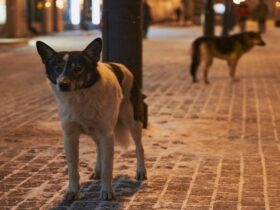 3 Dog Night Never Been to Spain