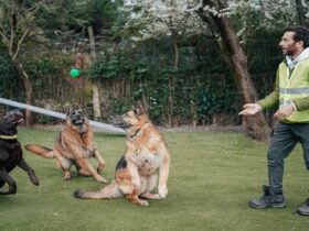 5 Dogs Shooting Range