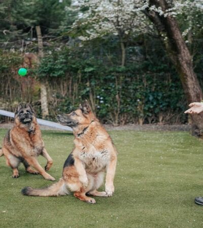 5 Dogs Shooting Range