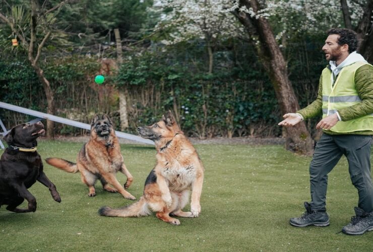 5 Dogs Shooting Range